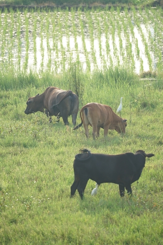 Eastern Cattle-Egret