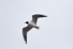 Chroicocephalus ridibundus