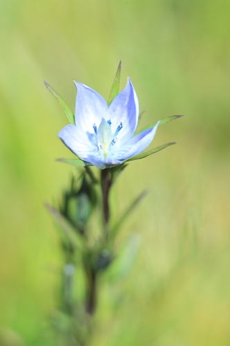Marsh Felwort