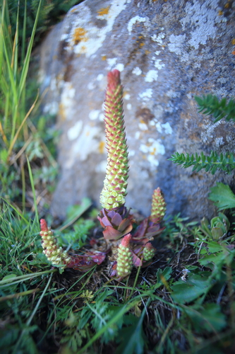 Spatulate rock pine