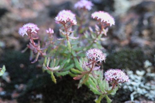 Hylotelephium tatarinowii