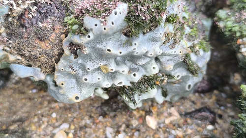 Haliclona caerulea observed 2026-08-15