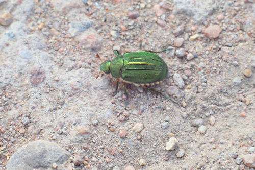 Mimela holosericea