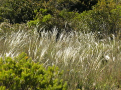 Stipa austroitalica