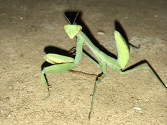 Hierodula tenuidentata