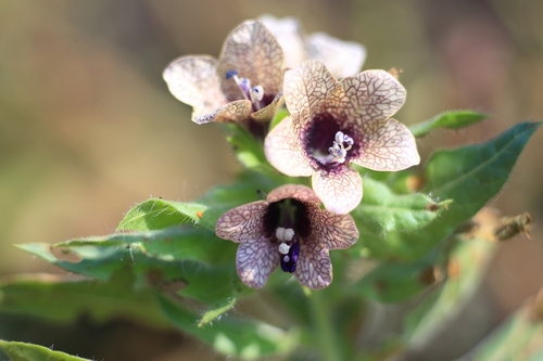 black henbane