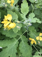 Chelidonium majus