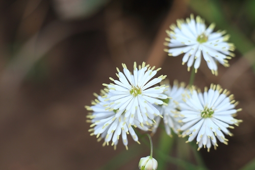 petal-like meadow-rue