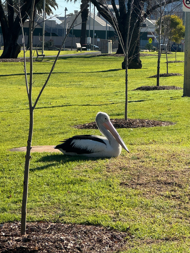 Australian Pelican