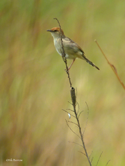 Cisticola tinniens perpullus