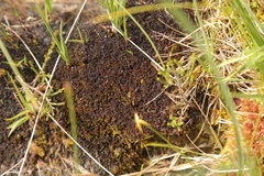 Odontoschisma elongatum