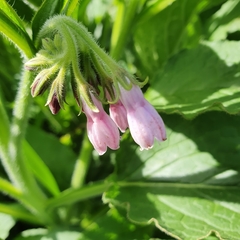 Symphytum × uplandicum