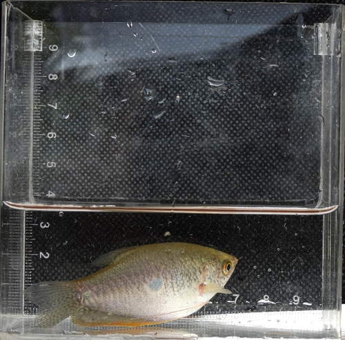 Three Spot Gourami