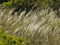 Stipa austroitalica