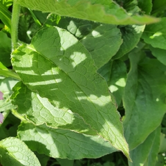 Symphytum × uplandicum