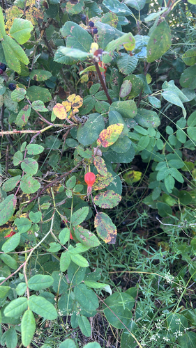 Prickly Wild Rose