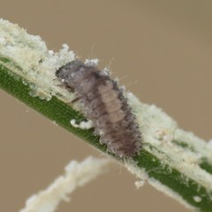 Rhyzobius lophanthae