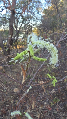 Mimosa tenuiflora observed 2026-08-15