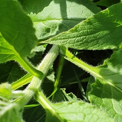 Symphytum × uplandicum