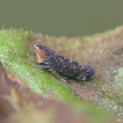 Scaphytopius loricatus