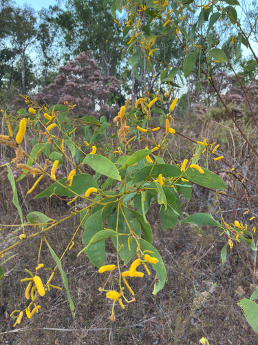 Acacia difficilis, 2026-08-16