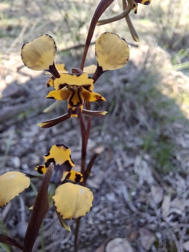 Leopard Orchid
