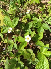 Fragaria viridis