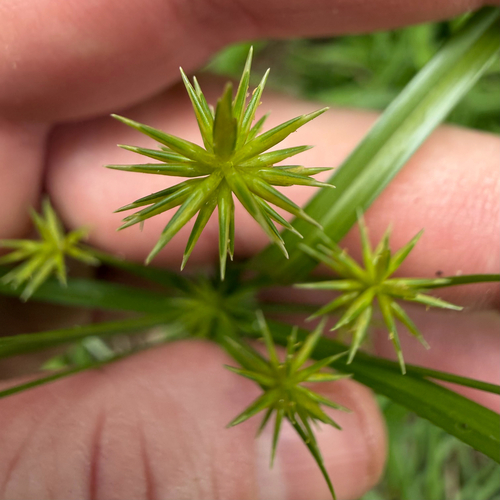 Cyperus croceus, photograph 6