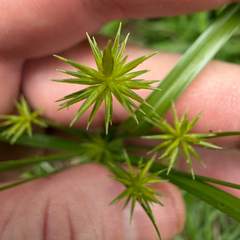 Cyperus croceus, photograph (c) Emily Summerbell, some rights reserved (CC BY)