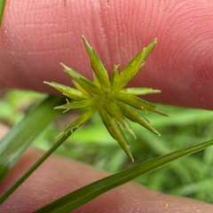 Cyperus croceus, photograph (c) Emily Summerbell, some rights reserved (CC BY)