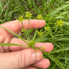 Cyperus croceus, photograph (c) Emily Summerbell, some rights reserved (CC BY)