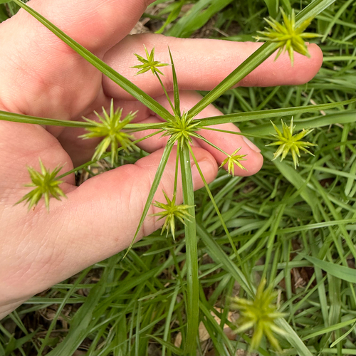 Cyperus croceus, photograph 4