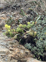Castilleja wightii