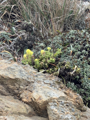 Castilleja wightii, photograph 2