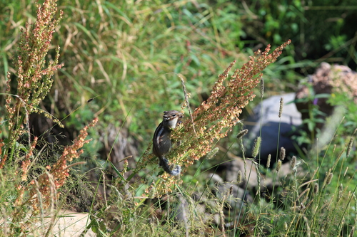 Siberian Chipmunk