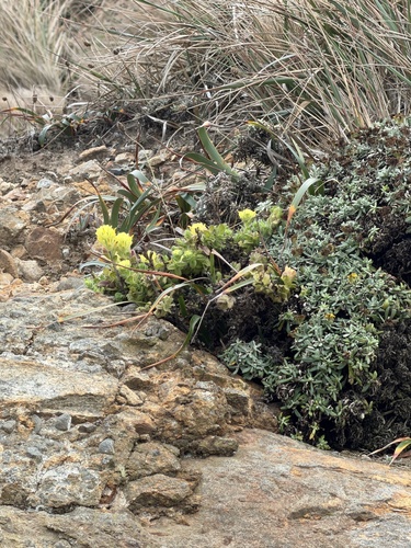Castilleja wightii, photograph 3