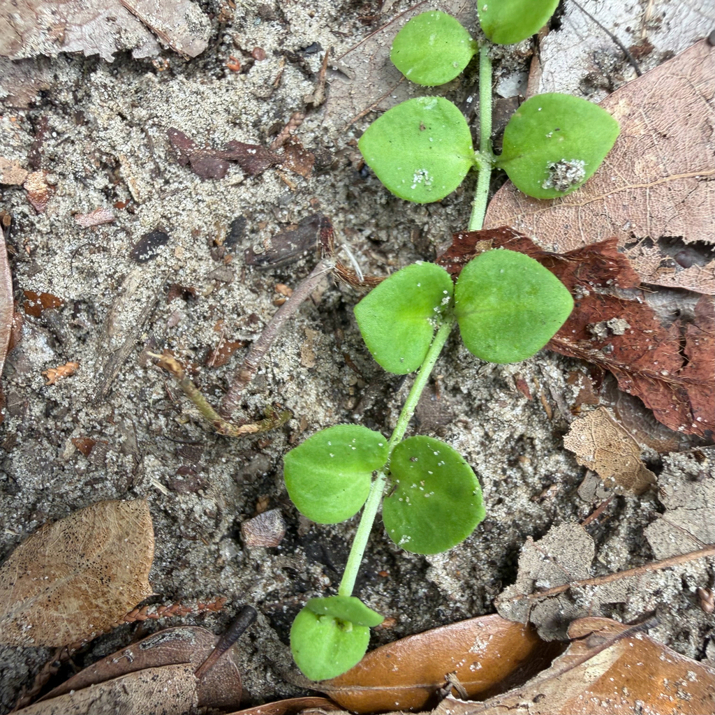Houstonia procumbens; photograph (c) Emily Summerbell, some rights reserved (CC BY)