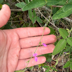 Galactia volubilis, photograph (c) Emily Summerbell, some rights reserved (CC BY)