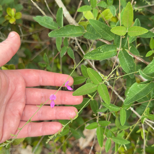Galactia volubilis, photograph 3