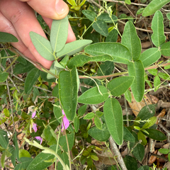 (c) Emily Summerbell, some rights reserved (CC BY) Galactia volubilis, photograph (c) Emily Summerbell, some rights reserved (CC BY)
