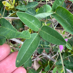 (c) Emily Summerbell, some rights reserved (CC BY) Galactia volubilis, photograph (c) Emily Summerbell, some rights reserved (CC BY)
