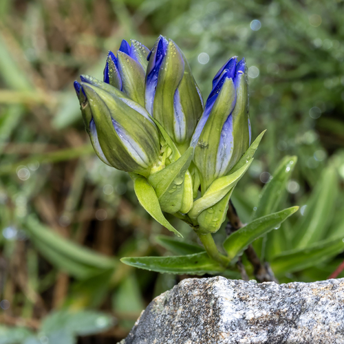 Gentiana parryi, photograph 2