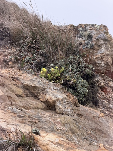 Castilleja wightii, photograph 6