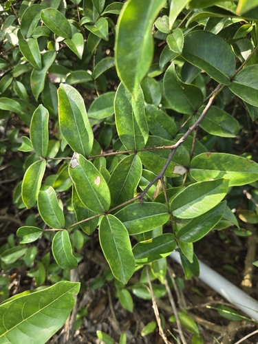 Zanthoxylum nitidum, photograph 4