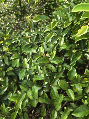 Zanthoxylum nitidum, photograph 5