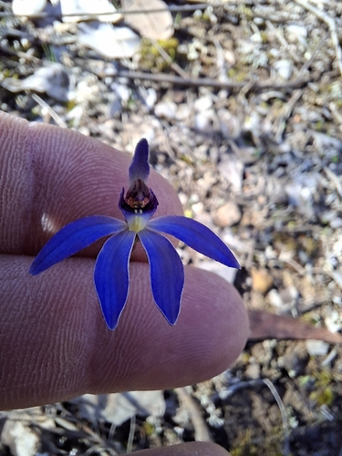 blue finger-orchid