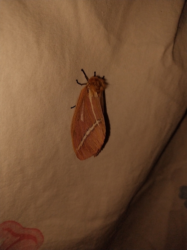 Kentroleuca novaholandensis