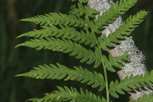 ostrich fern