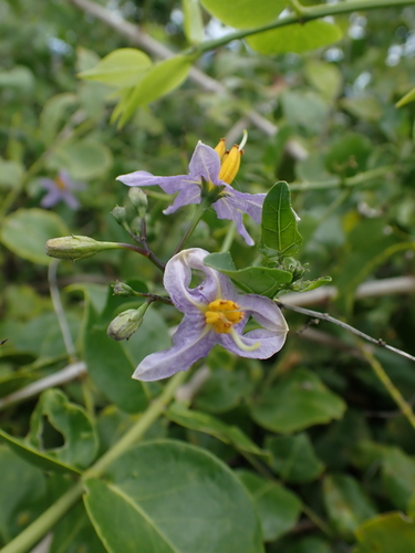 Solanum trilobatum
