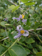 Solanum trilobatum